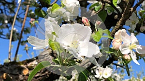 apple blossom in spring in Germany