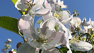 apple blossom in spring in Germany