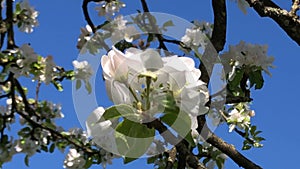 apple blossom in spring in Germany