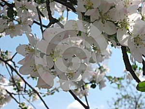 Apple blossom photo