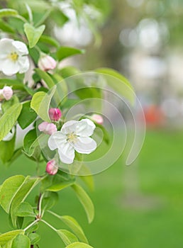 Apple blossom in spring season