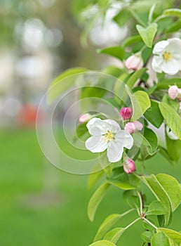 Apple blossom in spring season