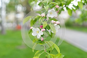 Apple blossom in spring season