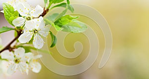 Apple blossom spring tree