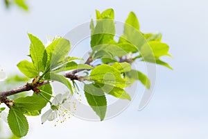 Apple blossom spring tree