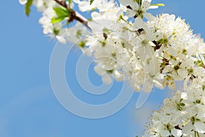 Apple blossom spring tree