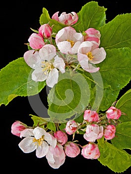 Apple blossom in springtime.