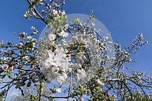Apple blossom