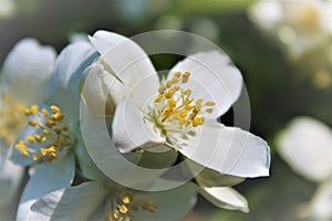 Apple blossom in the sunshine