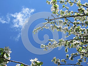 Apple blossom in Thurgau, Swiss photo