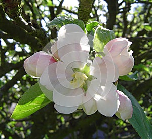 Apple Blossom on the Tree