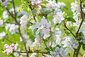 Apple Blossom on a tree