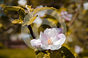 Apple blossom tree