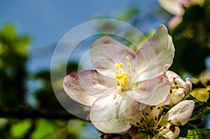 Apple blossom tree