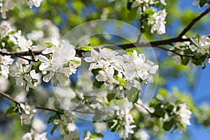 Apple blossom tree on blue sky
