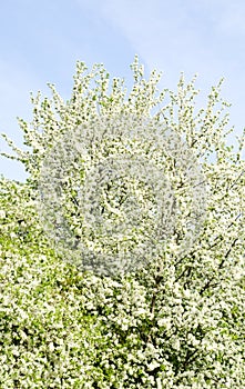 Apple blossom tree and blue sky in