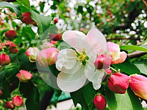 Apple blossom