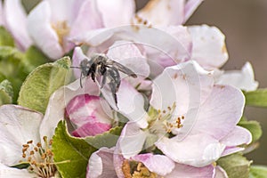 Apple blossom tree bumble honey bee flower collecting pollen closeup makro