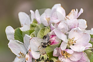 Apple blossom tree bumble honey bee flower collecting pollen closeup makro