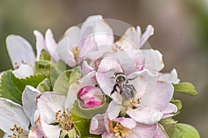 Apple blossom tree bumble honey bee flower collecting pollen closeup makro