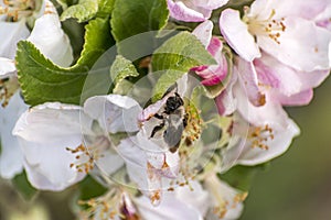 Apple blossom tree bumble honey bee flower collecting pollen closeup makro