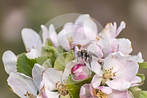 Apple blossom tree bumble honey bee flower collecting pollen closeup makro