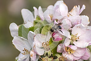 Apple blossom tree bumble honey bee flower collecting pollen closeup makro