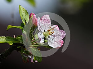Apple blossom on tree in early spring sun.