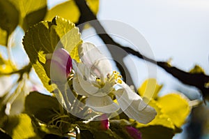 Apple blossom tree
