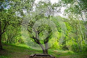 Apple blossom tree in the park