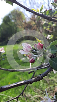 Apple blossom on a tree in spring, close-up.
