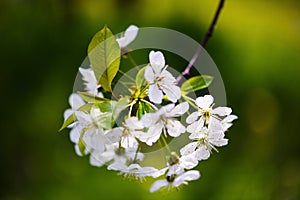 apple blossom on tree, spring time