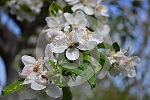 apple blossom, trees in bloom, beautiful trees, bee in bloom