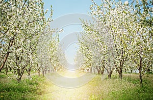 Apple blossom trees in sunny spring day on sunlight background. Nature concept