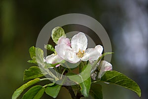 The apple blossom is a typical angiosperm flower,