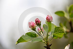 The apple blossom is a typical angiosperm flower