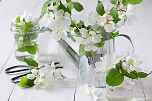 Apple blossom in watering can