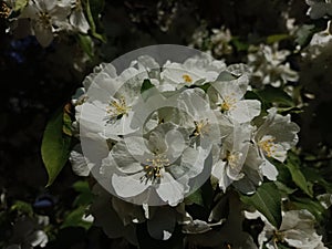 Apple blossom, white flowers in sunlight