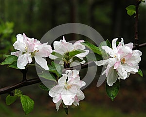 Apple Blossoms