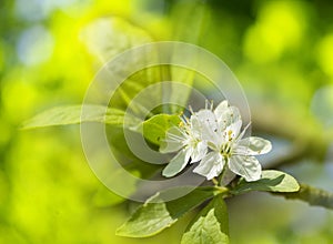 Apple blossoms