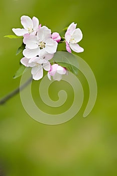 Apple Blossoms