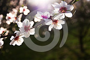 Apple blossoms