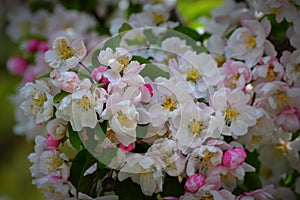 Apple Blossoms