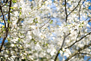 Apple blossoms