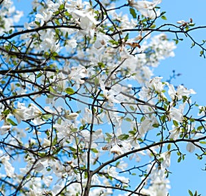 Apple blossoms