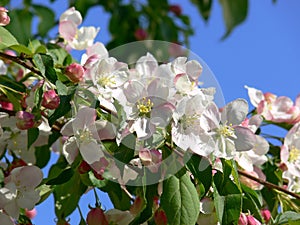 Apple Blossoms