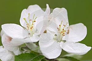 Apple blossoms