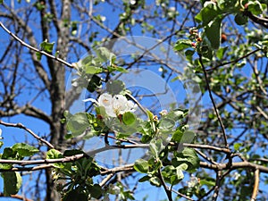 Apple blossoms against blue sky on a sunny day