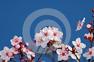 Apple Blossoms Against Deep Blue Sky