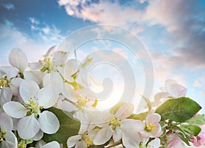 Apple blossoms against soft sky background